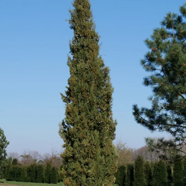 Cupressus sempervirens – Italiaanse cypres