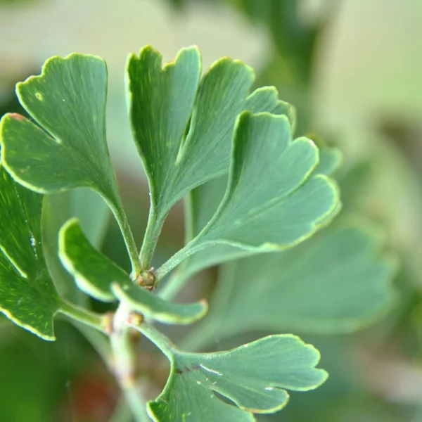 Ginkgo biloba 'Barabits Fastigiata' – Zuilvormige Japanse notenboom (cv)