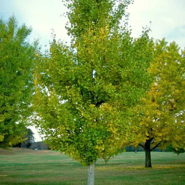 Ginkgo biloba 'Princeton Sentry' – Japanse notenboom (cv)