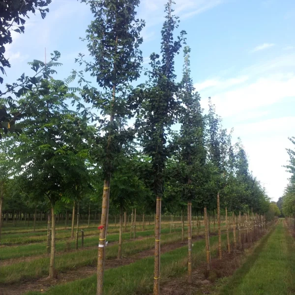 Ginkgo biloba 'Princeton Upright' – Zuilvormige Japanse notenboom (cv)