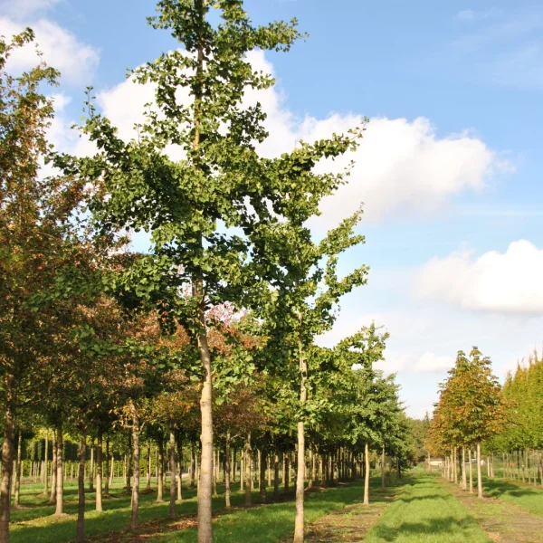 Ginkgo biloba 'Tremonia' – Zuilvormige Japanse notenboom (cv)