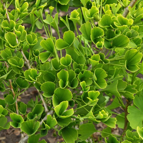 Ginkgo biloba 'Tubifolia' – Dwerg-Japanse notenboom (cv)