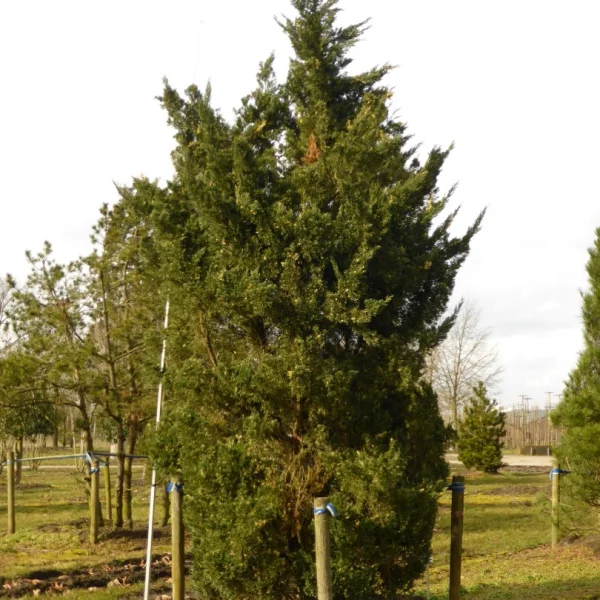 Juniperus chinensis 'Variegata' – Chinese jeneverbes (cv)