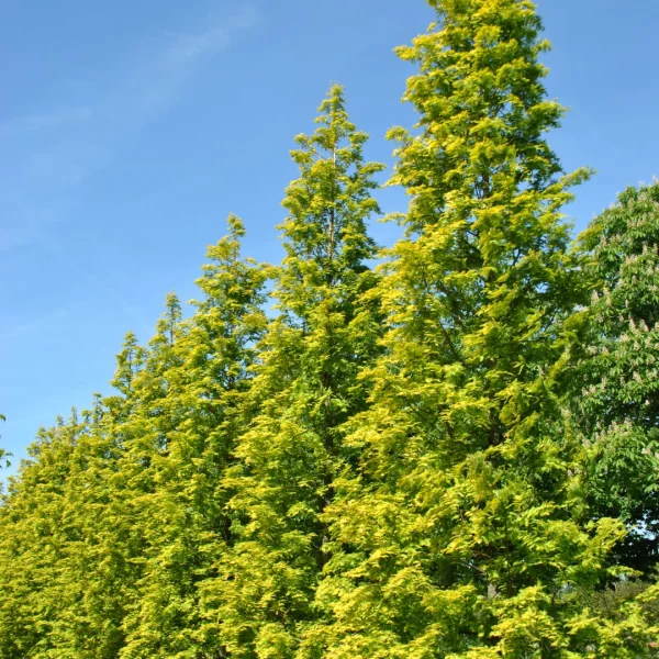 Metasequoia glyptostroboides GOLDRUSH ('Ogon') – Chinese moerascipres (cv)