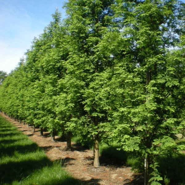 Metasequoia glyptostroboides 'Sheridan Spire' – Chinese moerascipres (cv)