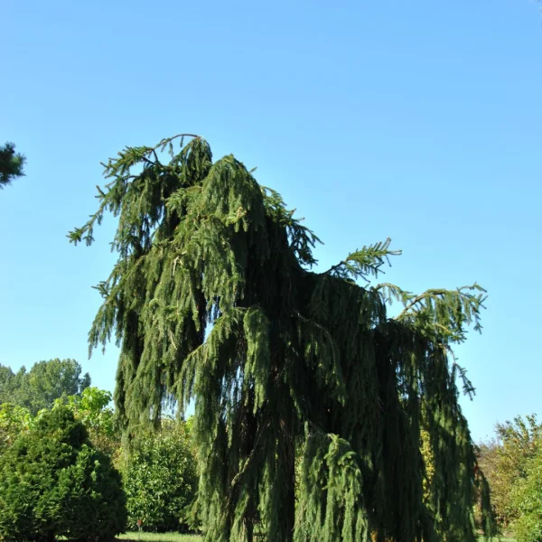 Picea abies 'Inversa' – Treurspar