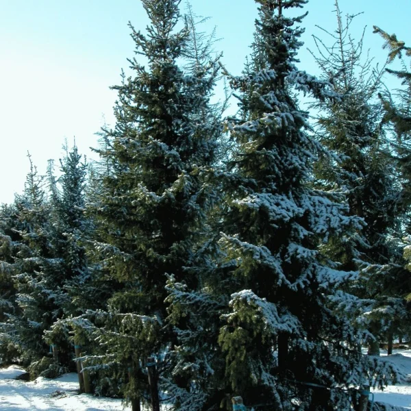 Picea breweriana – Brewerspar