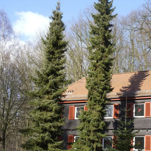 Picea omorika – Servische spar