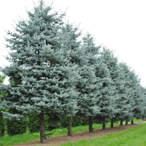 Picea pungens 'Blue Diamond' – Blauwe spar (cv)
