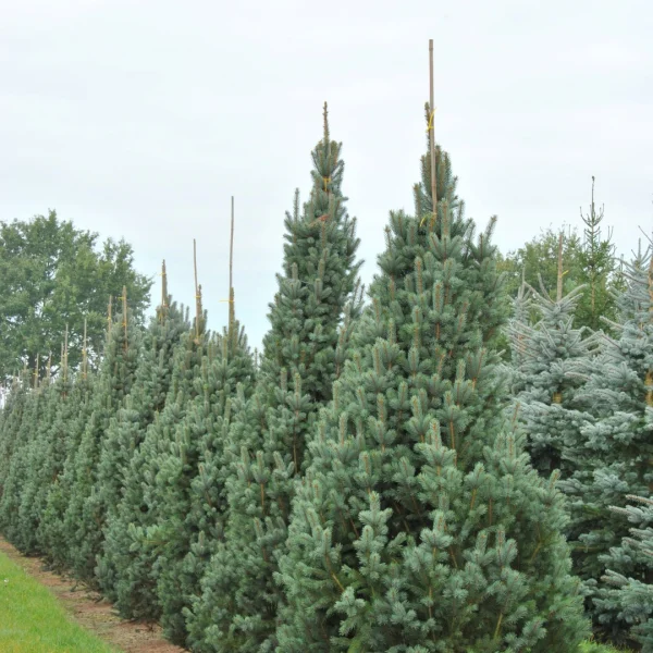 Picea pungens 'Iseli Fastigiate' – Blauwe spar (cv)