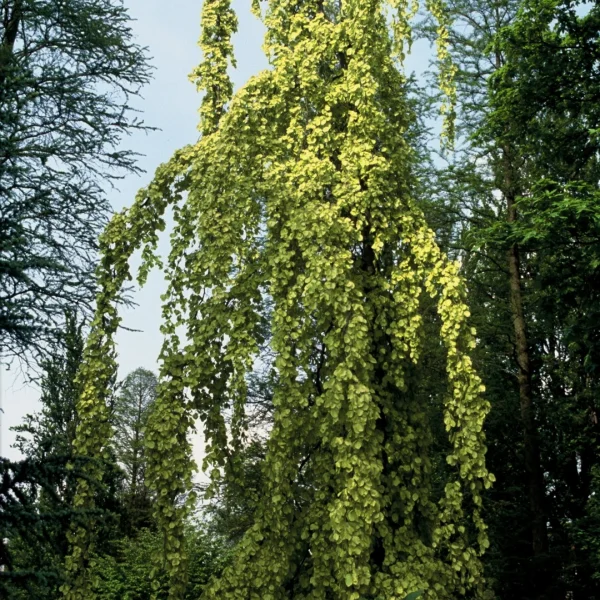 Fagus sylvatica 'Aurea Pendula' – Treurbeuk (cv)