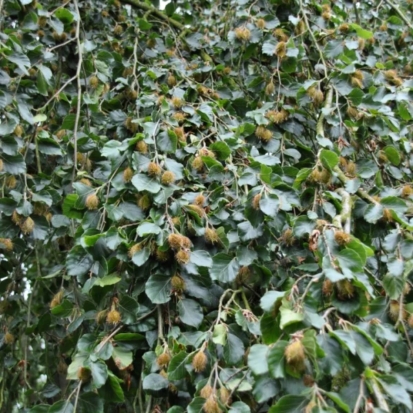 Fagus sylvatica 'Bornyensis' – Treurbeuk (cv)