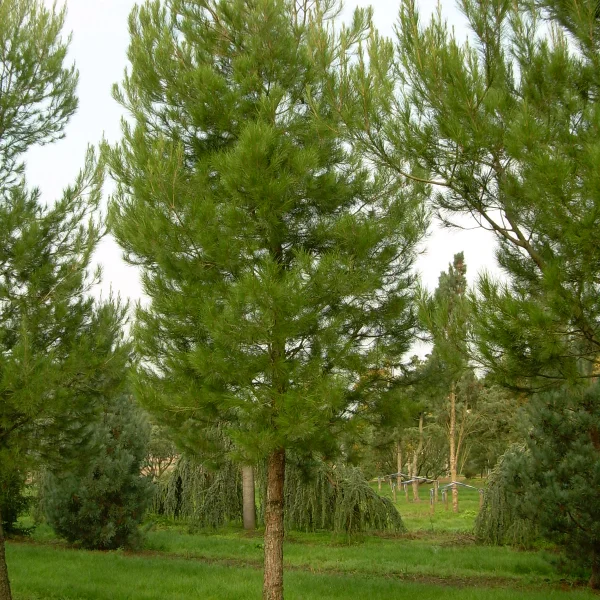 Pinus halepensis – Aleppo-den
