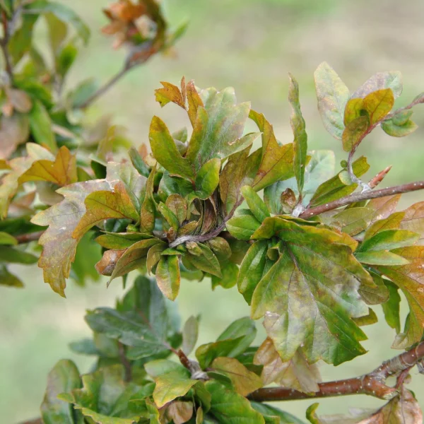 Fagus sylvatica 'Brathay Purple' – Bruine beuk, rode beuk (cv)