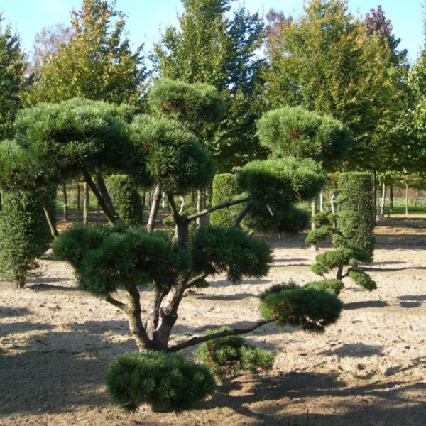 Pinus mugo 'Gnom' – Bergden