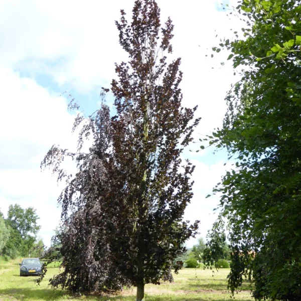 Fagus sylvatica 'Dawyck Purple' – Zuilbeuk (cv)