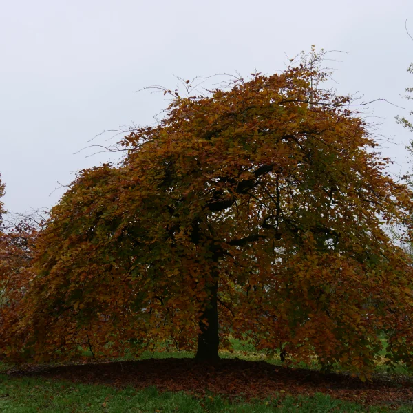 Fagus sylvatica 'Horizontalis' – Beuk (cv)