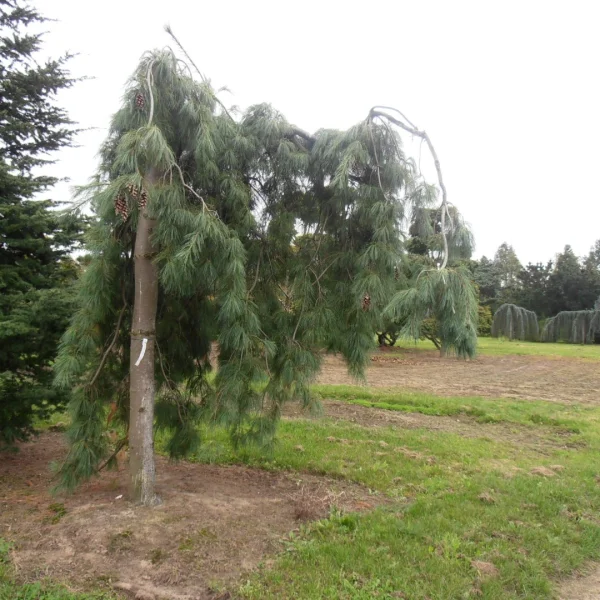 Pinus strobus 'Pendula' – Treurende Weymouthden