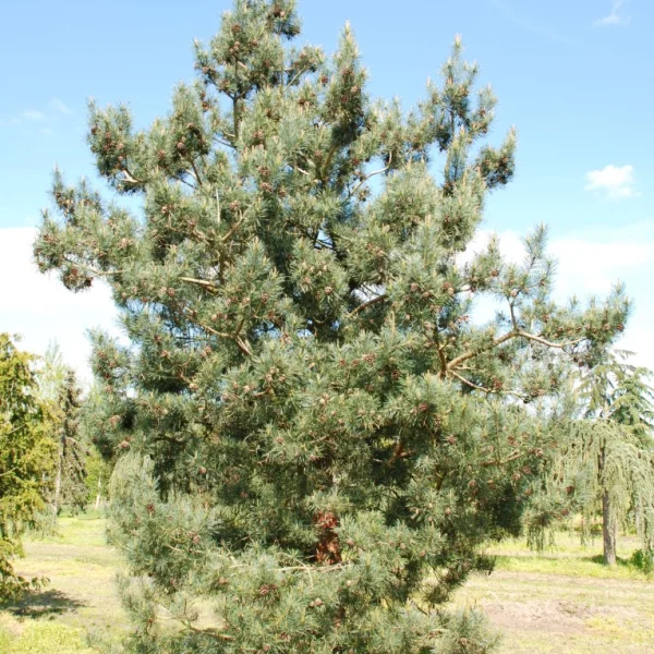 Pinus sylvestris 'Bonna' – Kleine grove den