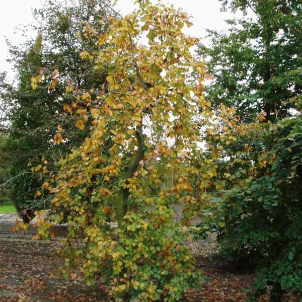 Fagus sylvatica 'Miltonensis' – Beuk (cv)