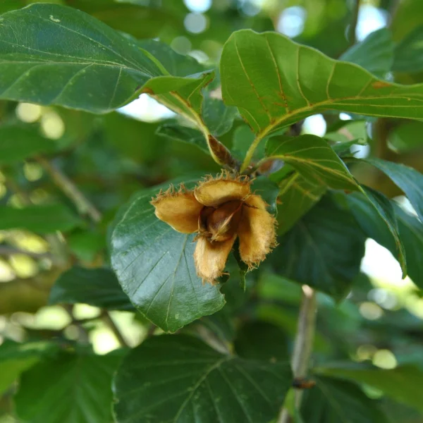 Fagus sylvatica 'Prince George of Crete' – Beuk (cv)
