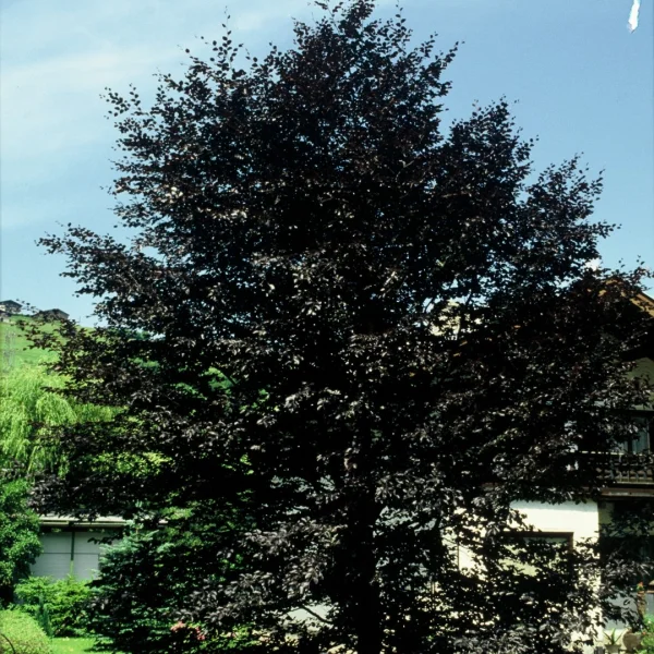Fagus sylvatica 'Purpurea Latifolia' – Beuk (cv)