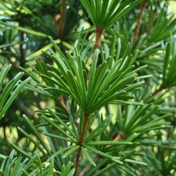 Sciadopitys verticillata – Japanse parasolden