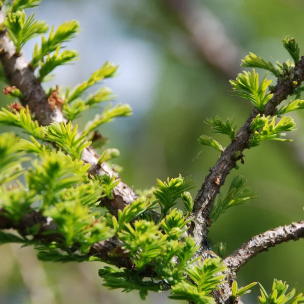 Taxodium distichum 'Pévé Minaret'