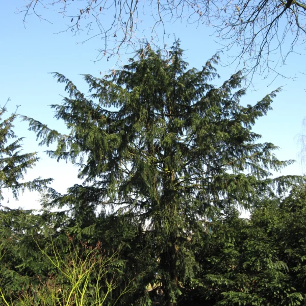 Taxus baccata 'Dovastoniana' – Taxus (cv)