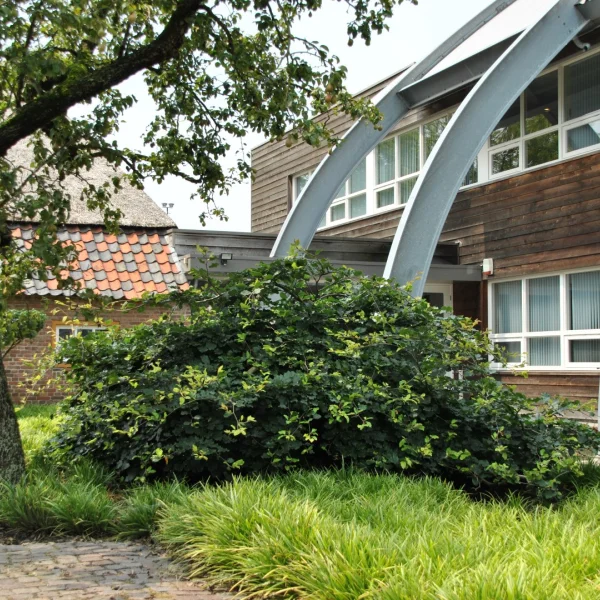 Fagus sylvatica 'Remillyensis' – Beuk (cv)