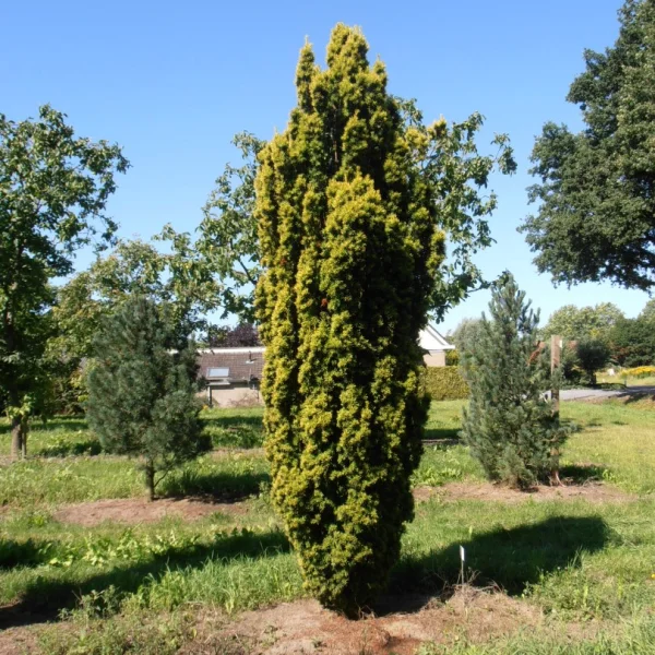 Taxus baccata 'Fastigiata Aurea' – Taxus (cv)