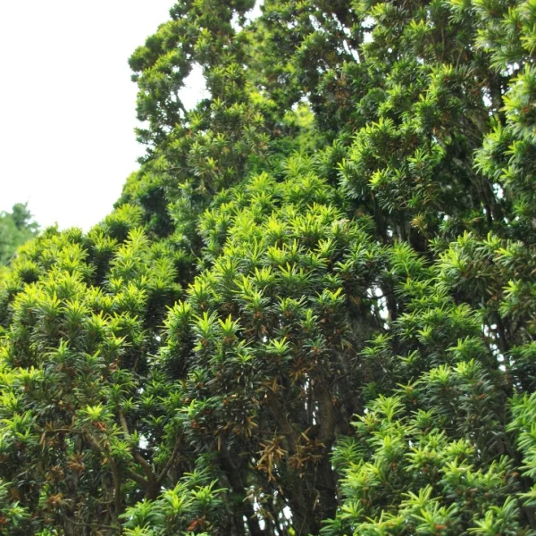 Taxus baccata 'Fastigiata Aureomarginata' – Taxus (cv)