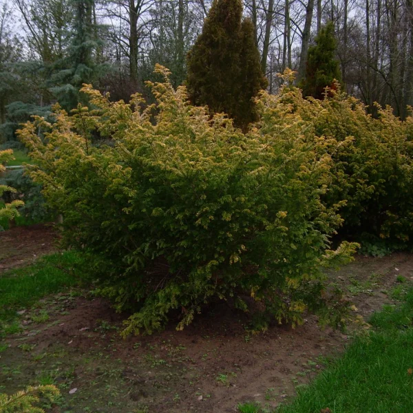 Taxus baccata 'Semperaurea' – Taxus (cv)