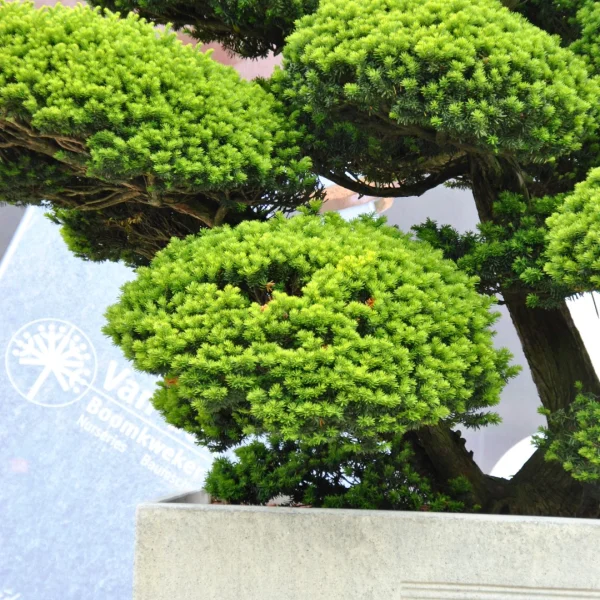 Taxus cuspidata – Japanse taxus