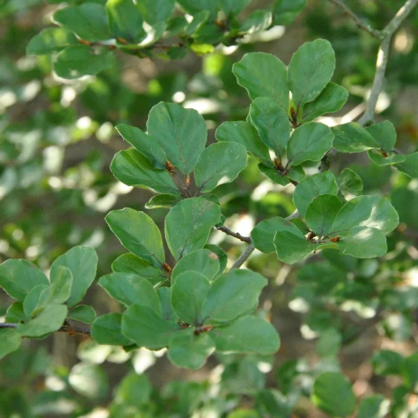 Fagus sylvatica 'Rotundifolia' – Beuk (cv)