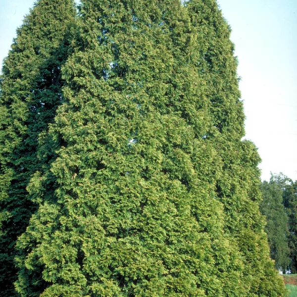 Thuja occidentalis – Westerse levensboom
