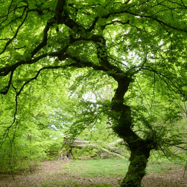 Fagus sylvatica 'Tortuosa' – Beuk (cv)