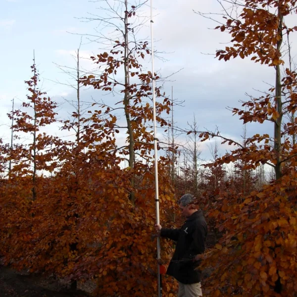 Fagus sylvatica 'Tortuosa Purpurea' – Beuk (cv)