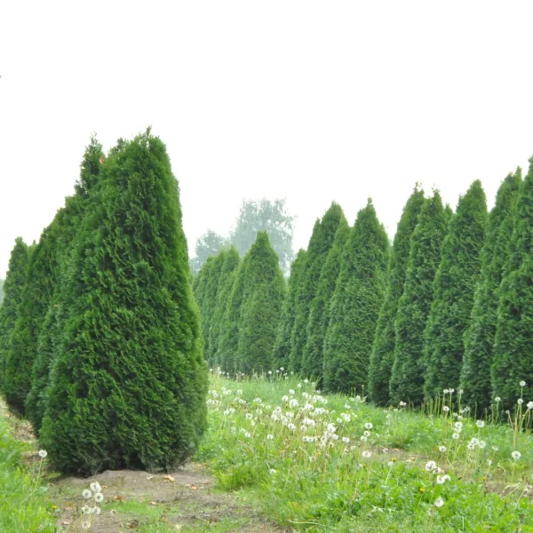 Thuja occidentalis 'Smaragd' – Westerse levensboom (cv)