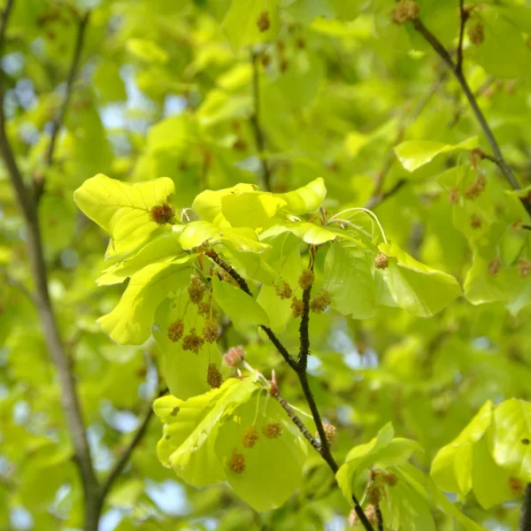 Fagus sylvatica 'Zlatia' – Beuk (cv)