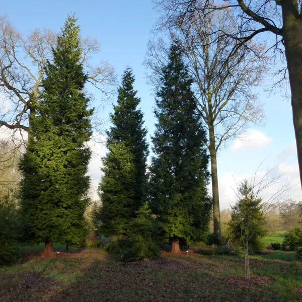 Thuja plicata 'Excelsa' – Reuzenlevensboom (cv)