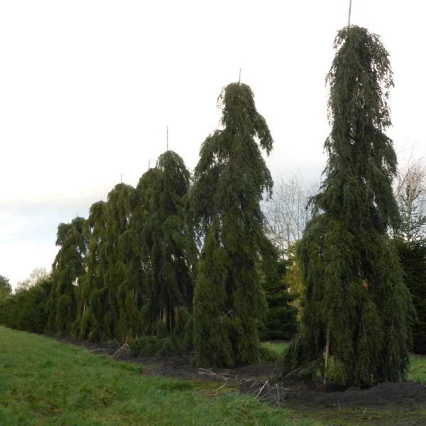 Tsuga canadensis 'Pendula' – Treurende Canadese hemlock