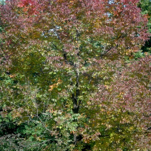 Fraxinus americana 'Autumn Purple' – Amerikaanse es (cv)