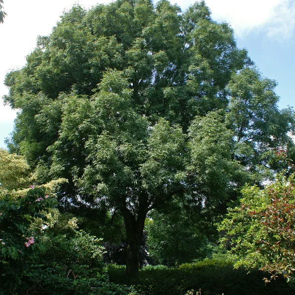 Fraxinus angustifolia 'Elegantissima' – Smalbladige es (cv)