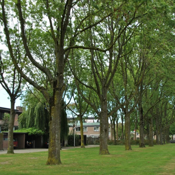 Fraxinus excelsior 'Eureka' – Es (cv)