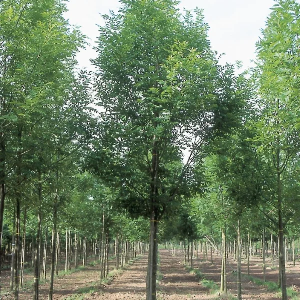 Fraxinus excelsior 'Grift' – Es (cv)