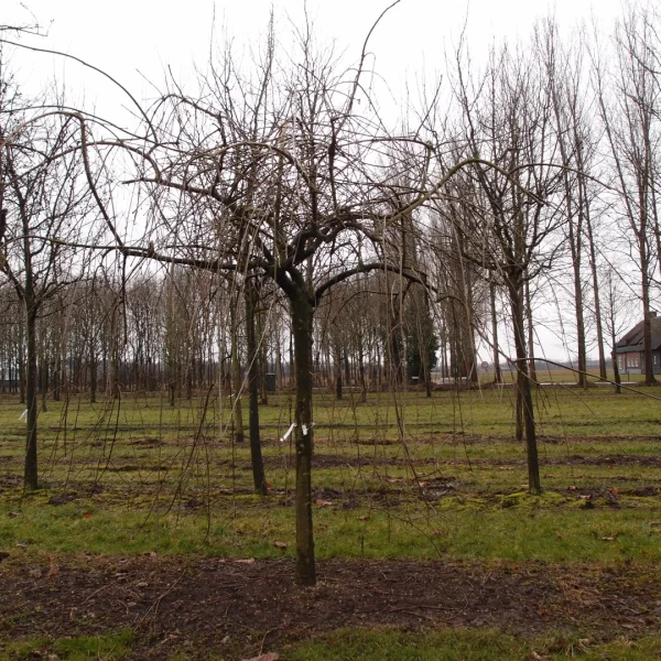 Fraxinus excelsior 'Heterophylla Pendula' – Treures (cv)
