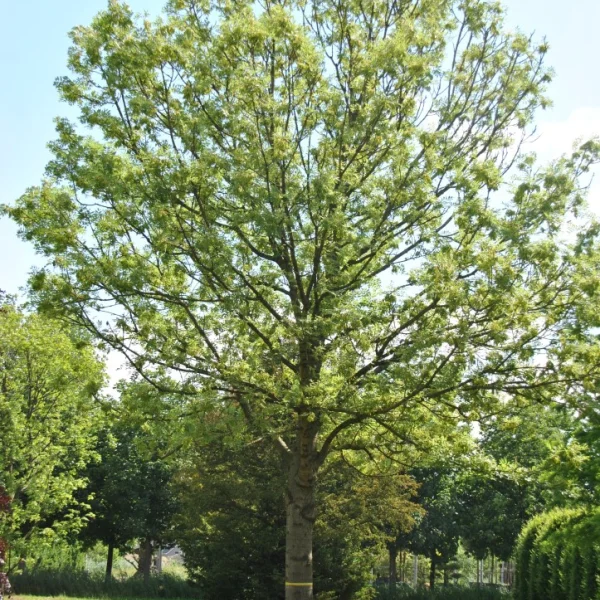 Fraxinus excelsior 'Jaspidea' – Goudes