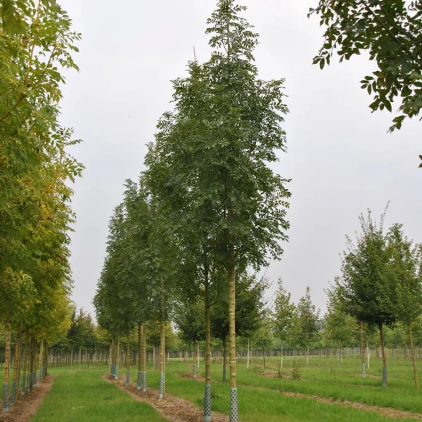 Fraxinus excelsior 'Maxima' – Es (cv)