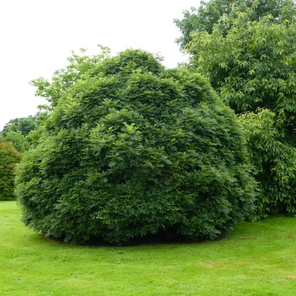 Fraxinus excelsior 'Nana' – Es (cv)